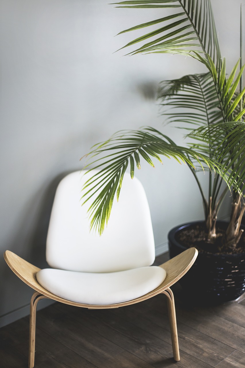 chair, plant, furniture-3735168.jpg